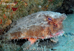 batfish----- ugly! by Kieran Ring 